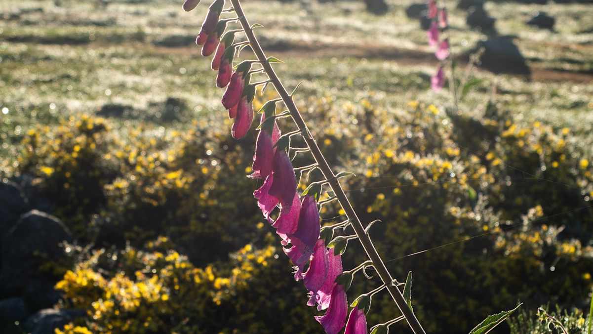 Die ersten Morgenstrahlen