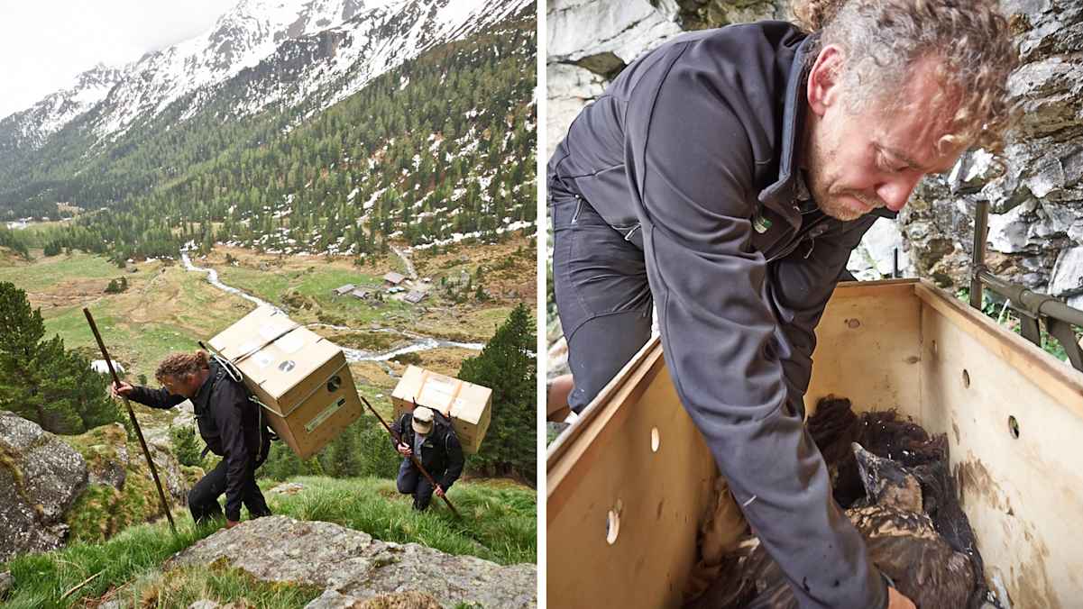 Die Reise ist für die Geier holprig: In einer Holzkiste über Stock und Stein