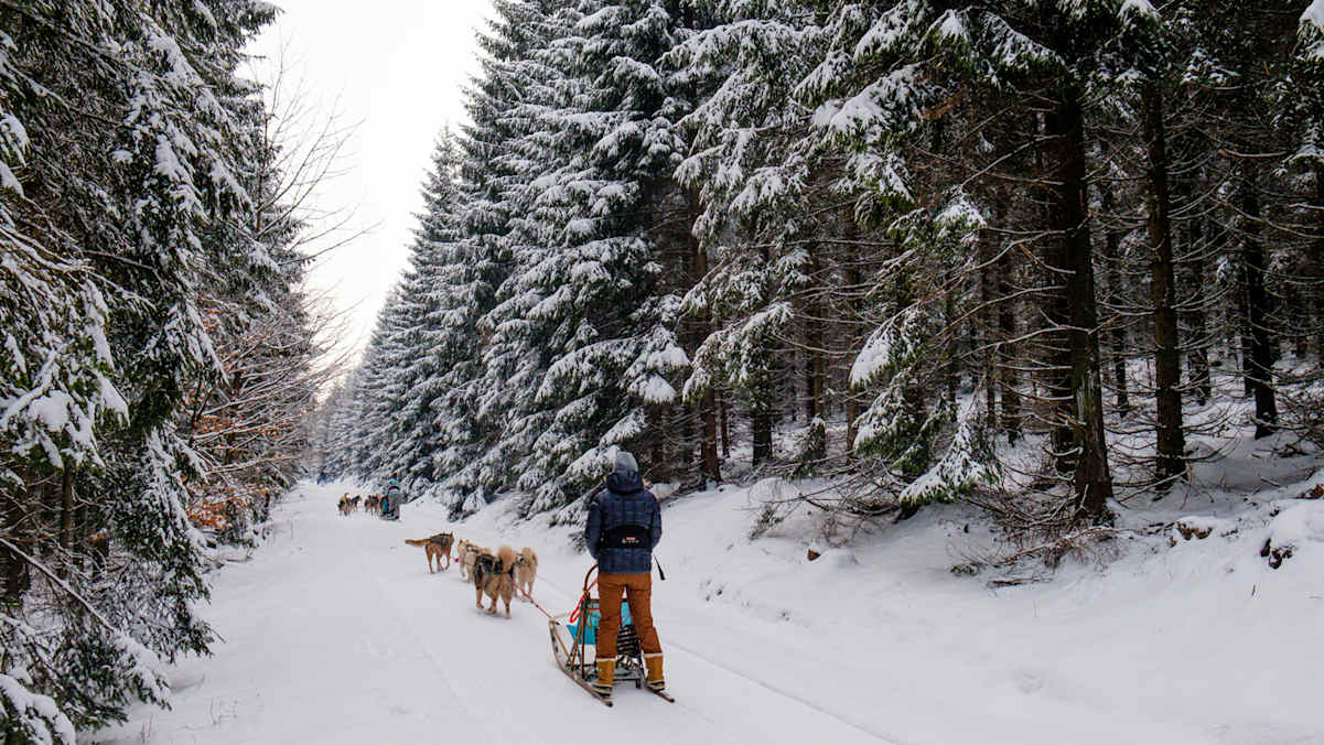 Hundeschlitten Thüringer Wald