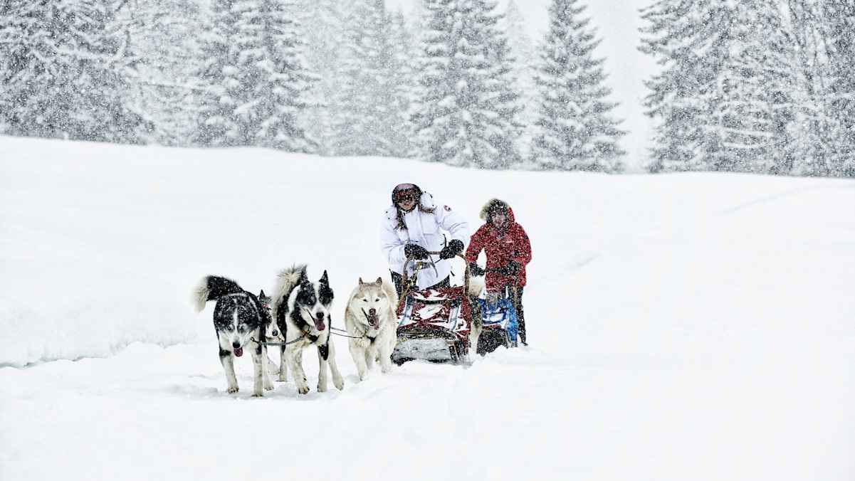 Ausfahrt mit Hunden und Schlitten.