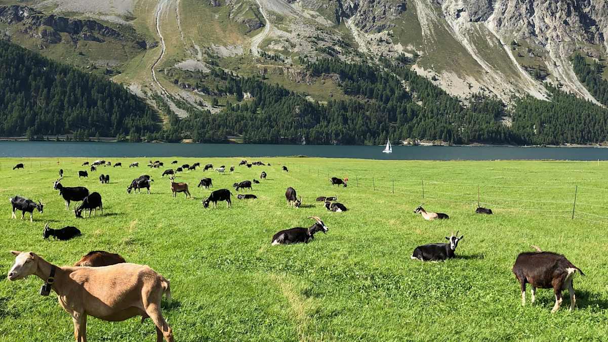 Isola Käserei Cadurisch