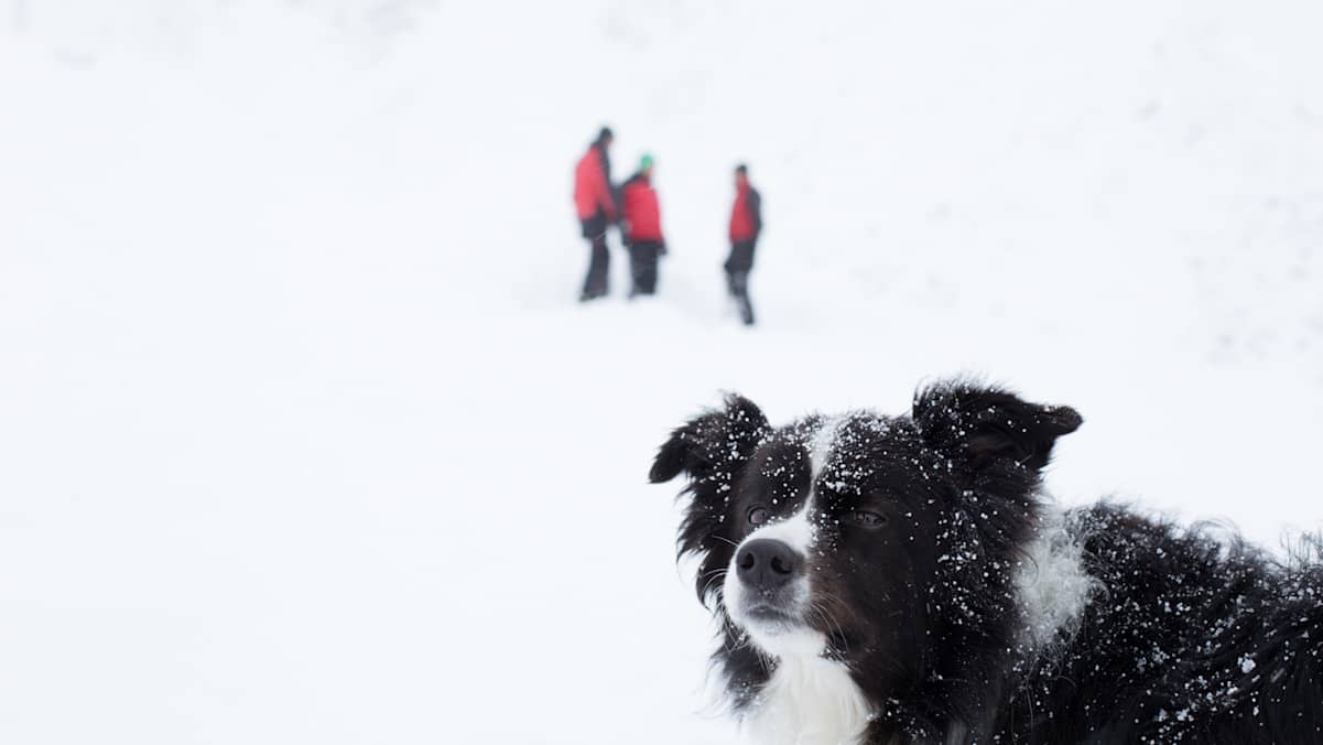 Lawinensuchhund
