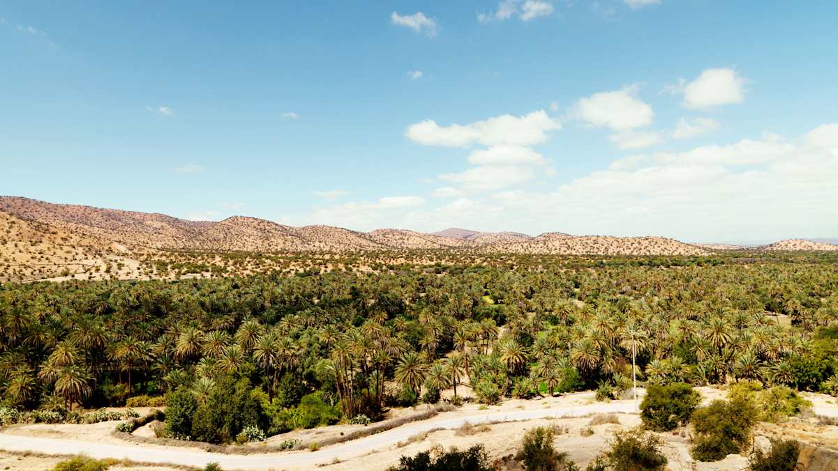 Die Palmenoase von Tiout