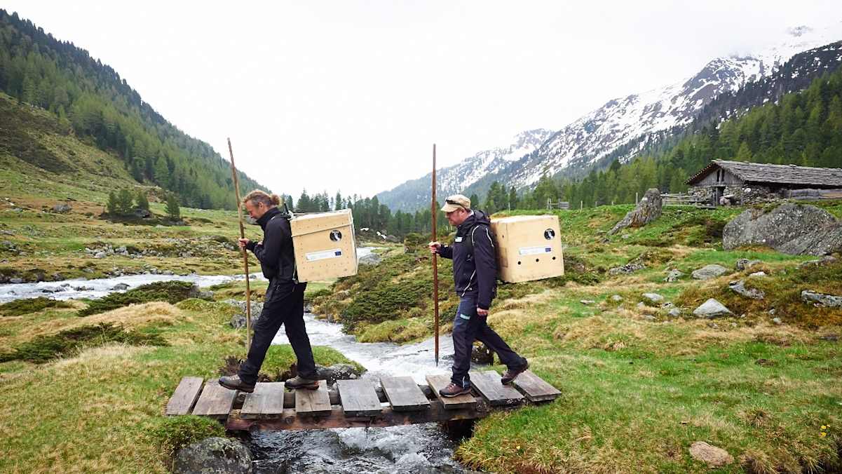 Bis die Geier flügge sind, werden sie von einem Menschen gefüttert