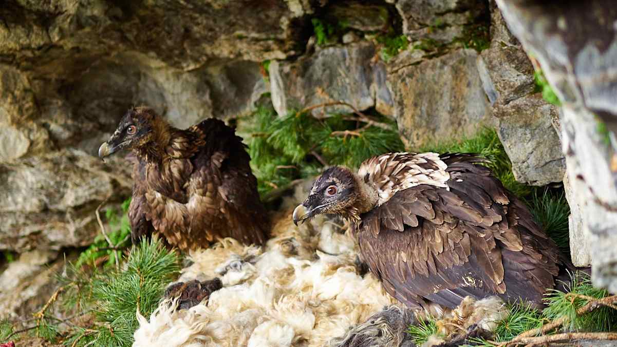 Der Bartgeier ernährt sich vor allem von Aas und Knochen