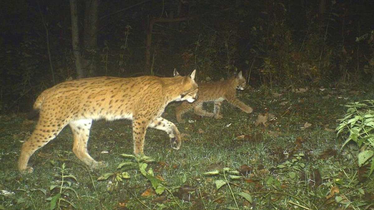 Luchsin Skadi mit Jungtier