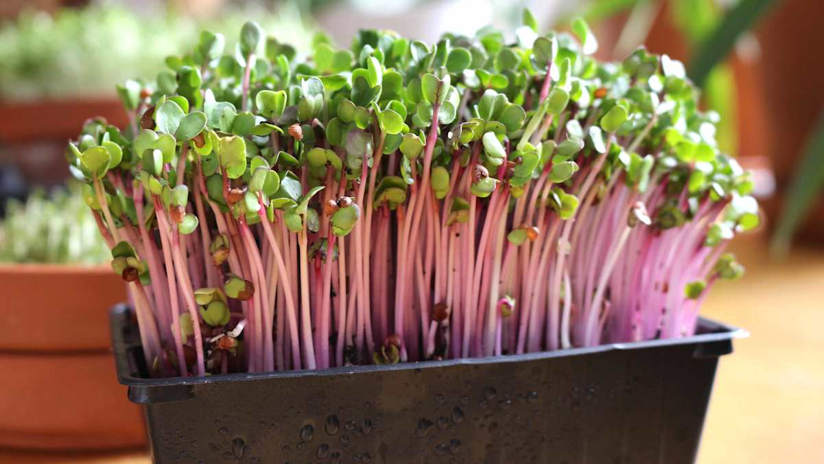 Sorgen für neue Aromen, Würze und Farben in der Küche - ganz besonders die Radieschen-Microgreens