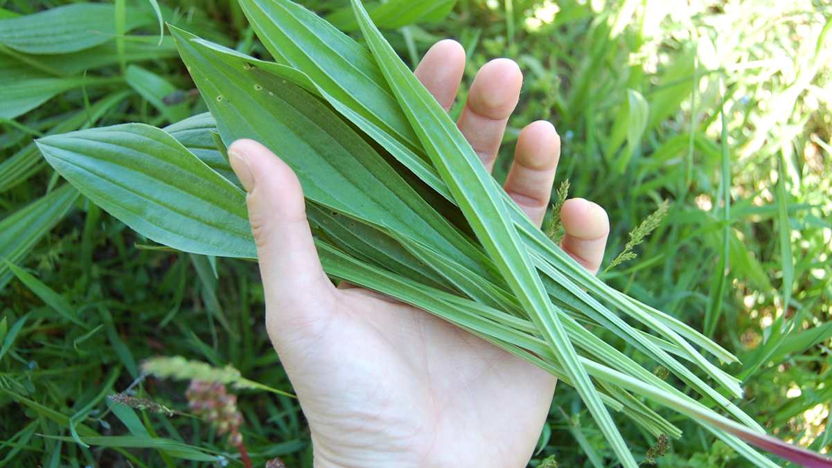 Eine Handvoll Spitzwegerich