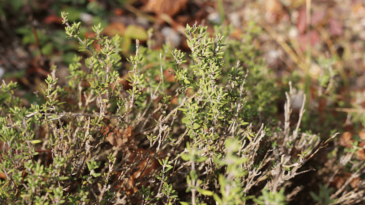 Thymian ist ein beliebtes Würzkraut und eine geschätzte Heilpflanze