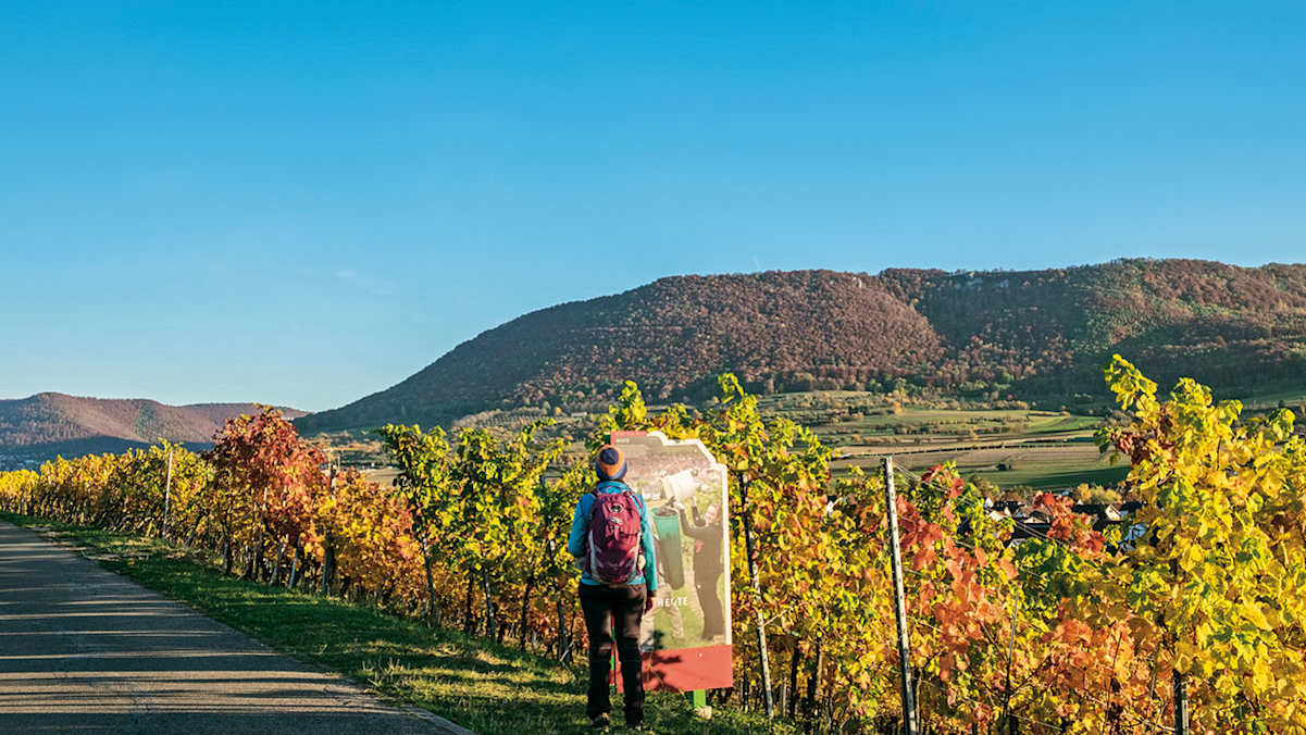 Weinerlebnispfad Metzingen
