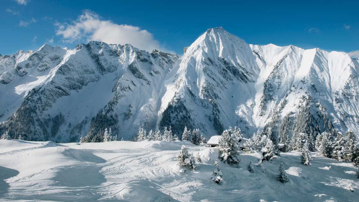Der Ahorn im Tiroler Zillertal