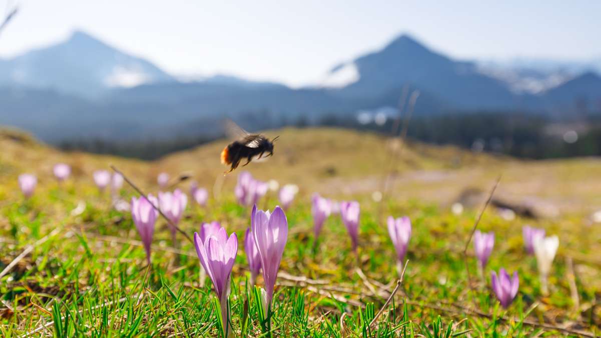 Alpenhummel