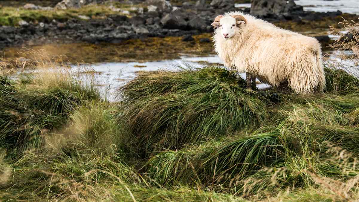 Islandschaf im Wind an dicht bewachsener Küste von Island