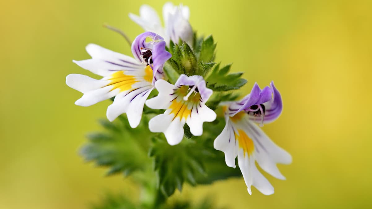 Die über 350 Arten des Augentrost sind auf der gesamten Welt verbreitet