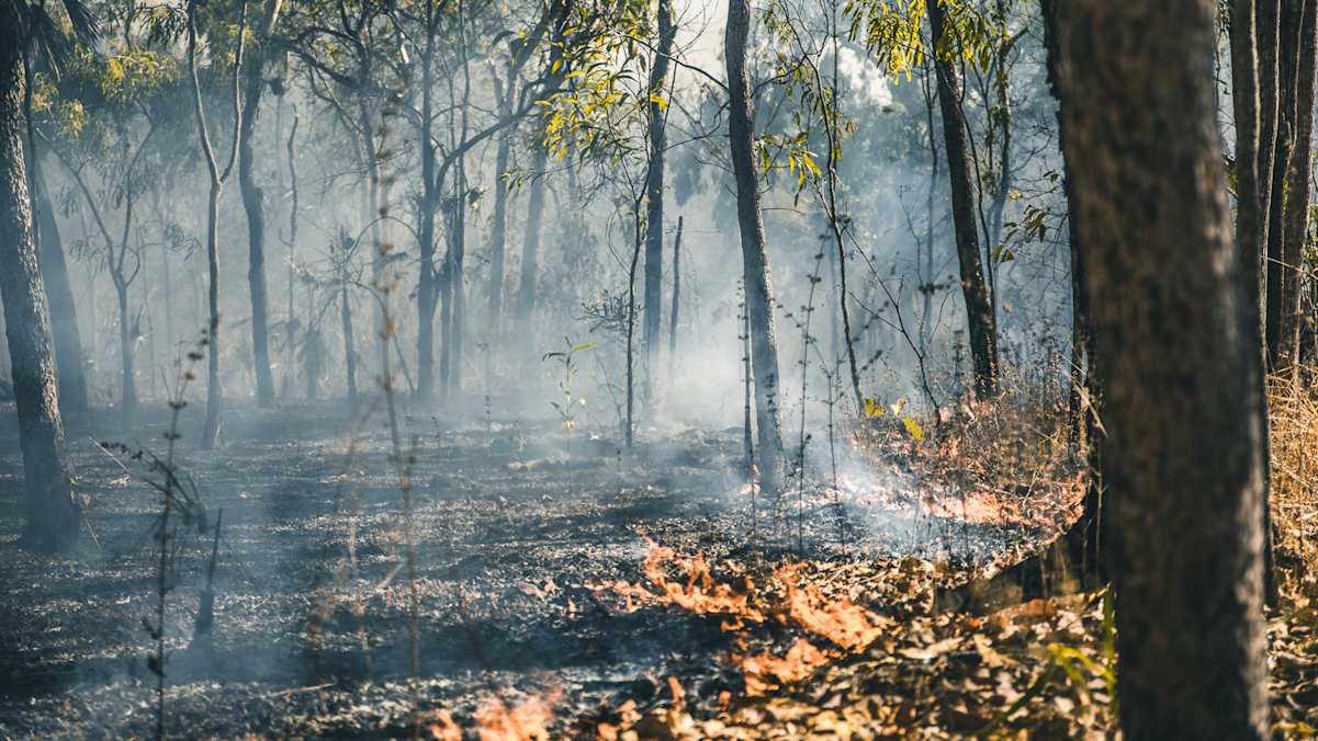 Brennender Wald im Northern Territory