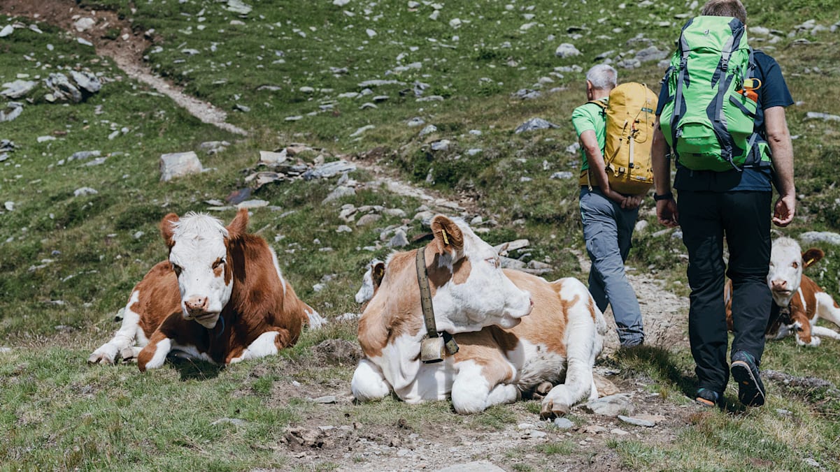 Konflikte Bergbauern Wanderer