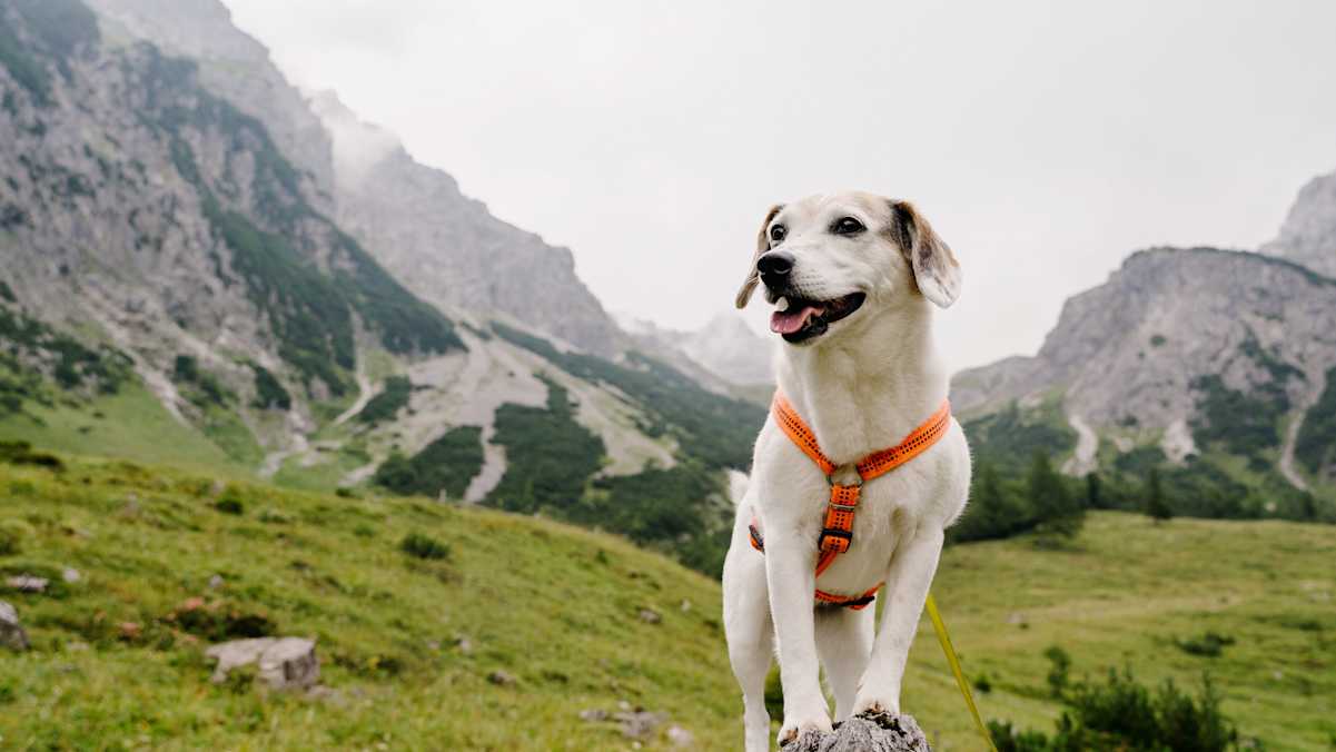 Mit dem Hund am Berg unterwegs.