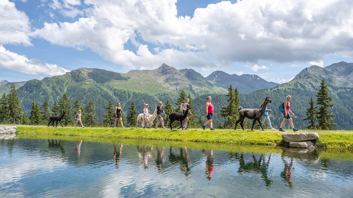 Ein unvergessliches Erlebnis: Wandern mit Alpakas inmitten der atemberaubenden Berglandschaft.