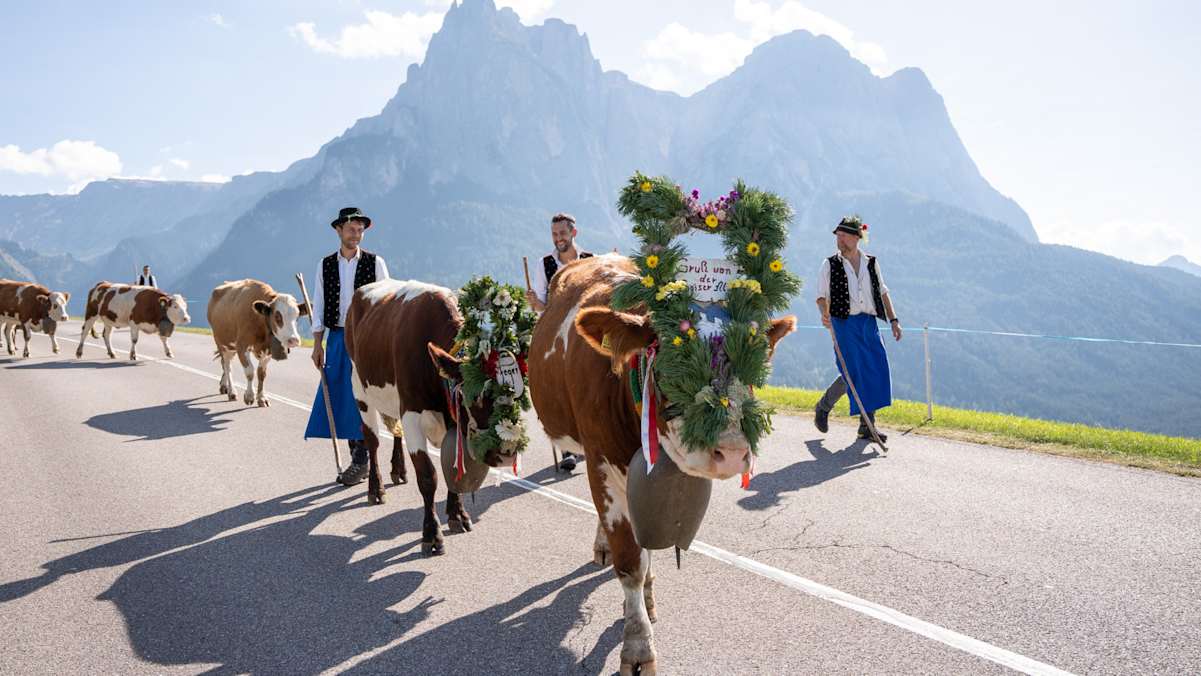 Hautnah miterleben kannst du die alte Tradition des Almabtriebs Anfang Oktober in der Dolomitenregion Seiser Alm.