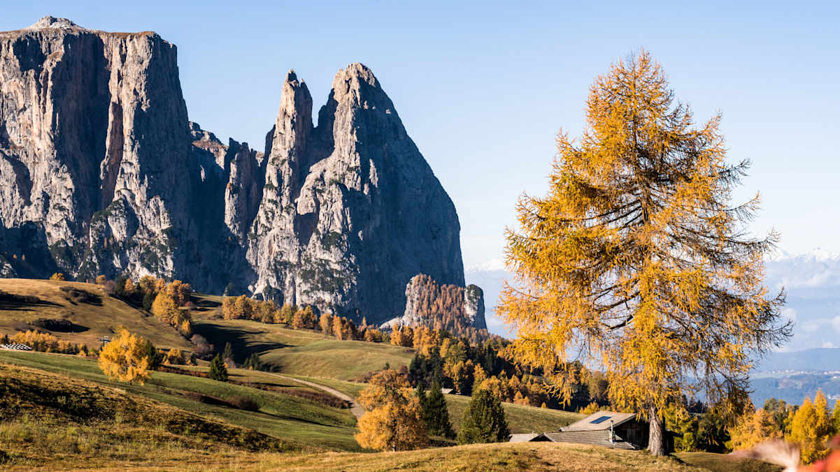 Herbstzauber auf der Seiser Alm: Zwischen goldgelben Lärchen recken sich die schroff-grauen Dolomitengipfeln in den Himmel.