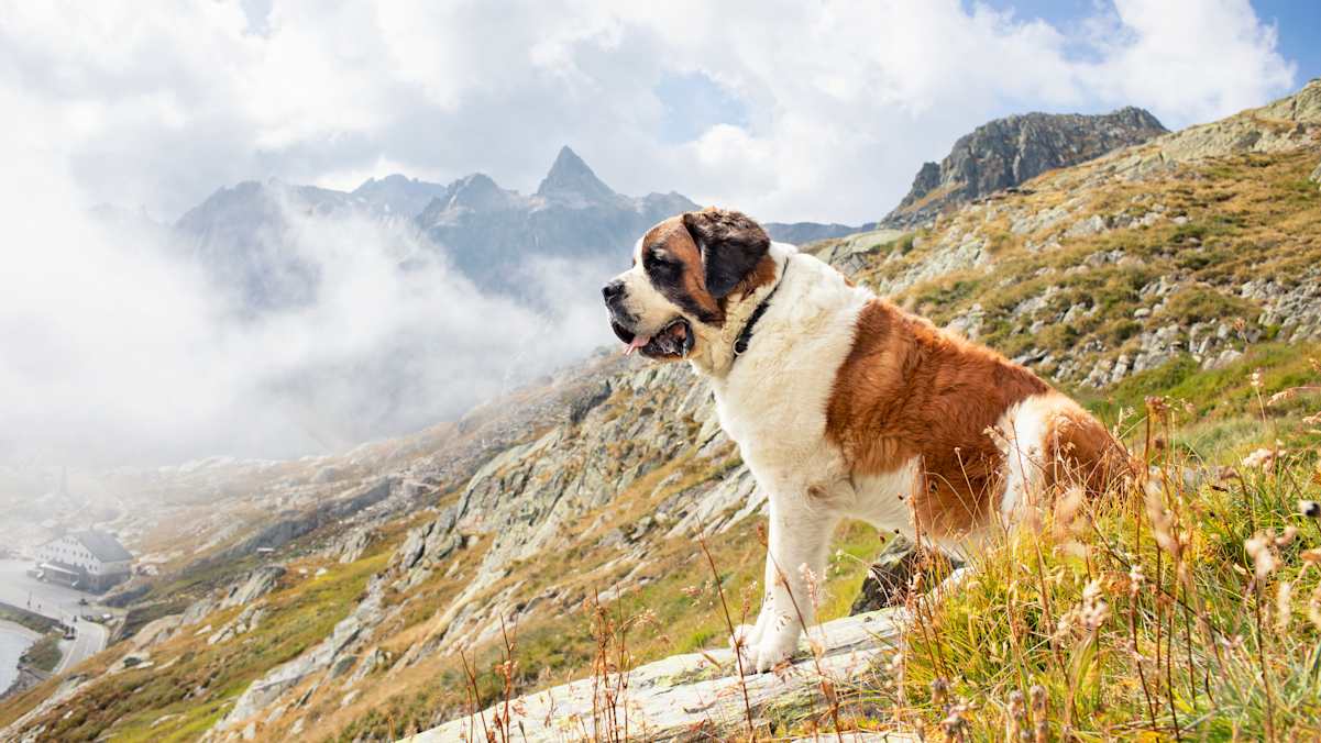 Hunde genießen die Ausflüge in die Berge genauso wie ihre Besitzer. Ist ihr Verhalten aber nicht angebracht, können sie zu einem Störfaktor oder zur Gefahr für andere werden.