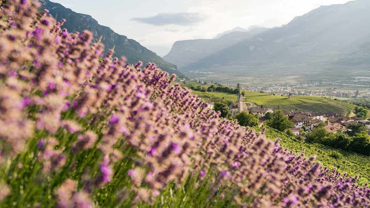 Blütenübersähte Hänge erfreuen im Südtiroler Frühling das Auge.