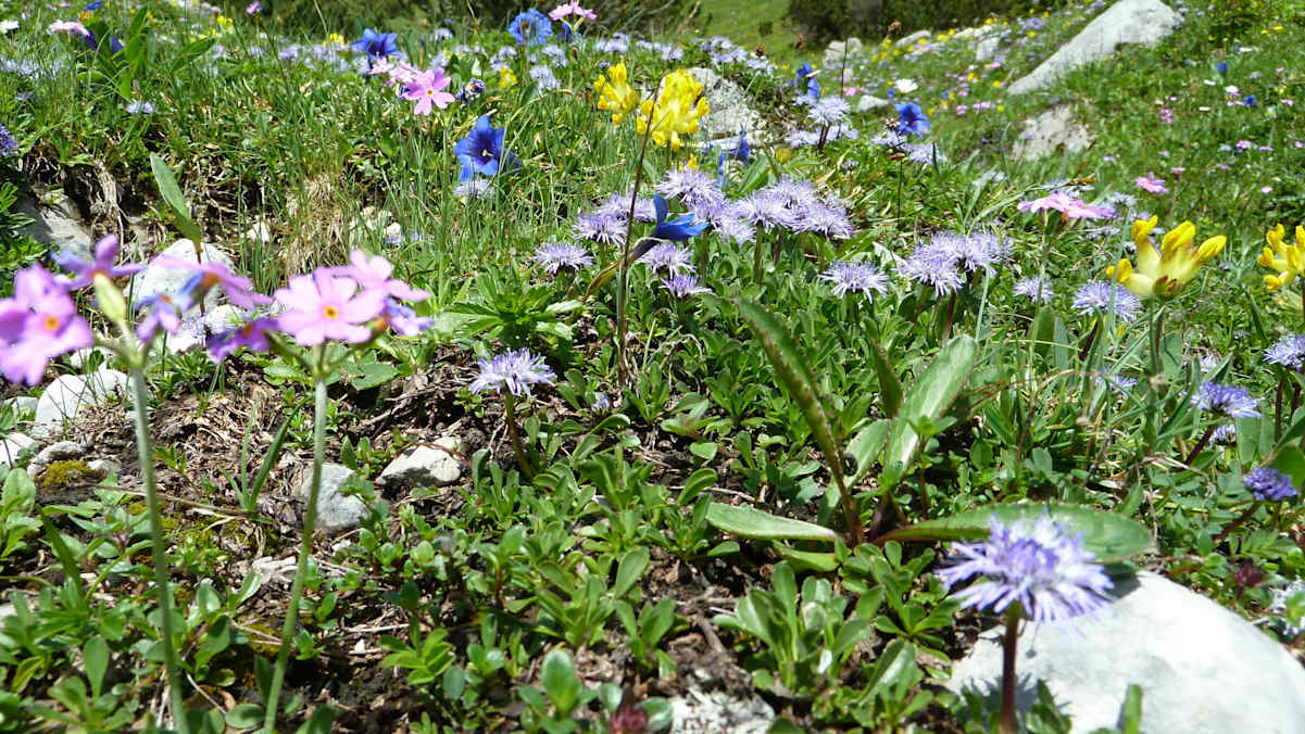 Blumenvielfalt im Karwendel