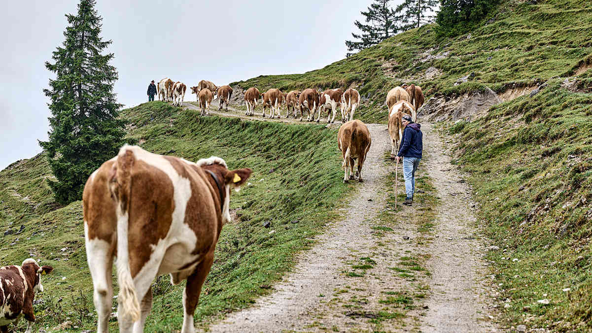 Beim Almabtrieb werden die Kühe von den Almen hinab in die winterfesten Ställe am Hof getrieben.