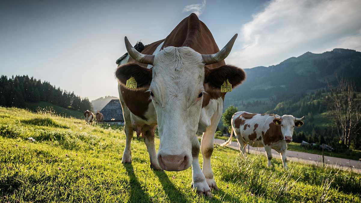 Die Milch für den Käse kommt von Höfen aus der Region.