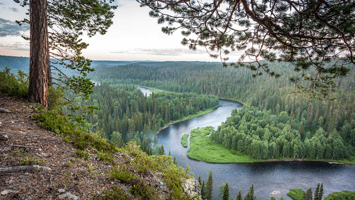 Fichtenwälder, wilde Flüsse, unberührte Landschaft.
