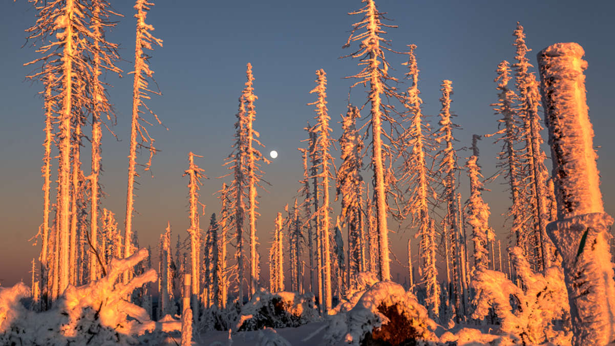 Winterwanderung Dreisessel - Hochkamm, Bayerischer Wald