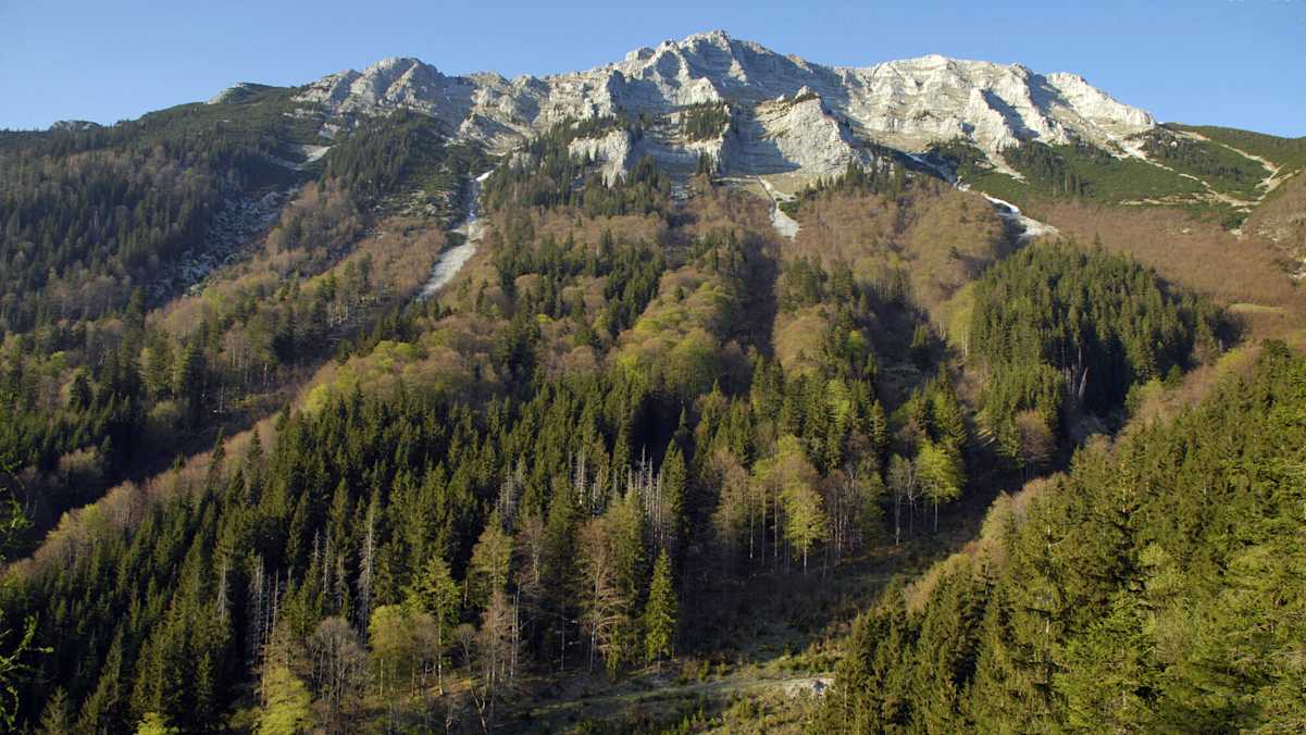 Südwestflanke des Dürrenstein im Frühling