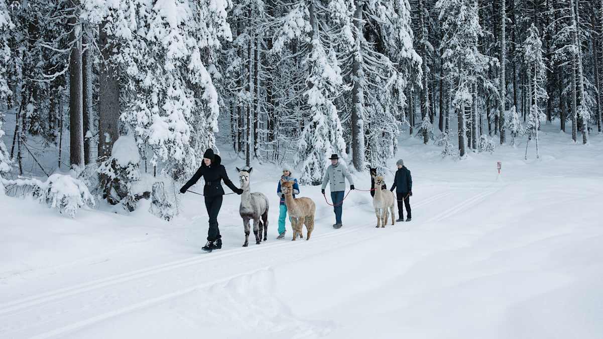 Bei einer Alpaka-Wanderung geben die Tiere den Takt vor.