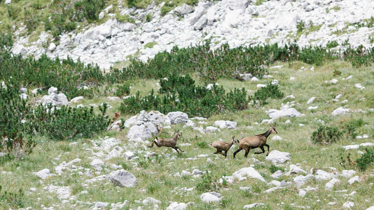 Gämsen flüchten