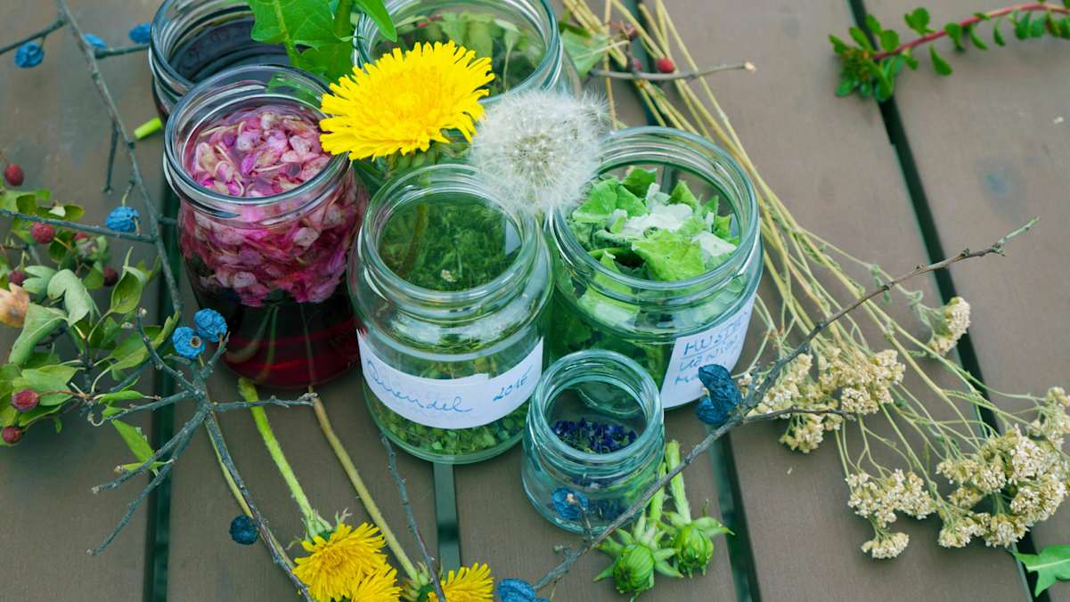 Ehrentag der Pflanze: Wildpflanzen & Heilkräuter