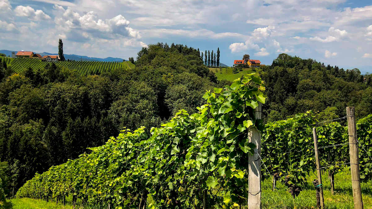 Weinberge in der Südsteiermark