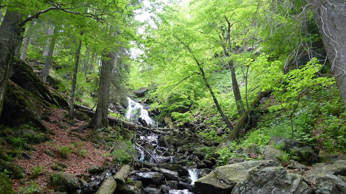 Nationalpark Bayerischer Wald