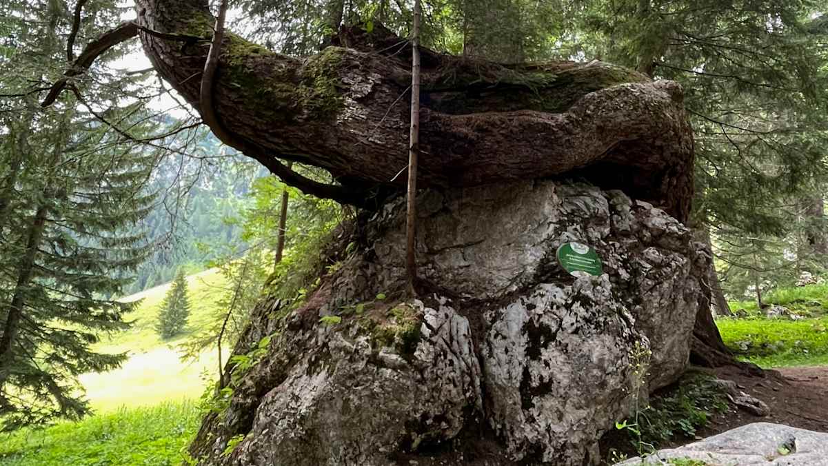Einer der Kraftplätze in Filzmoos im Salzburger Land 