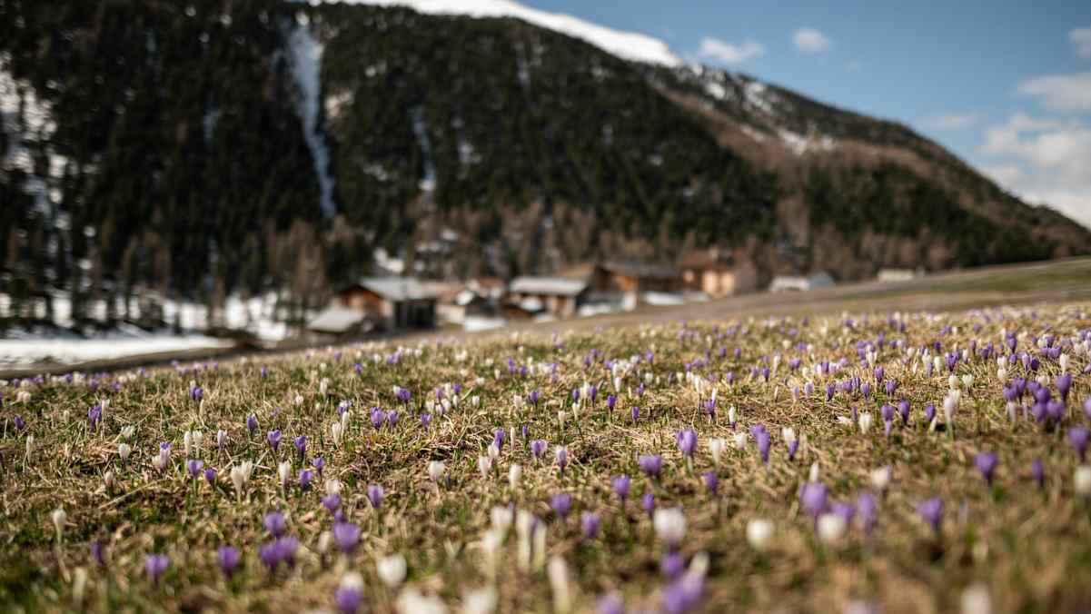 Frühlingszauber im Vinschgau: Wenn die Natur erwacht und die Täler in leuchtenden Farben erstrahlen.