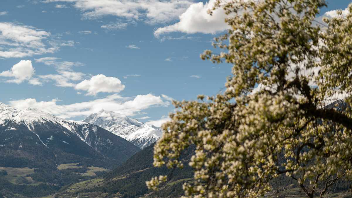Während im Tal schon der Frühling eingekehrt ist, herrscht am König Ortler noch Winter.