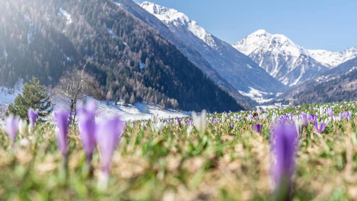 Die ersten Krokusse sprießen im Nationalpark im Ultental.
