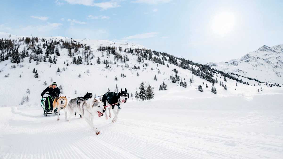 Manuela und ihre Schlittenhunde beim Training