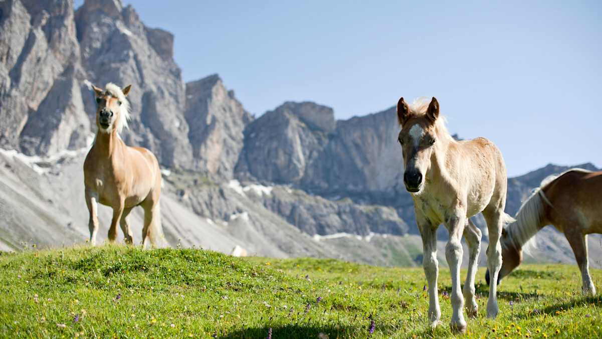 zwei Haflinger auf einer Hochebene im Hintergrund ein Bergmassiv in Südtirol