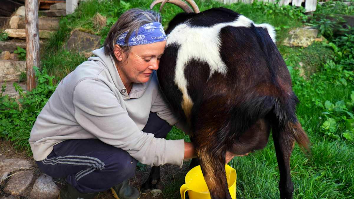 Helga Hager beim Melken