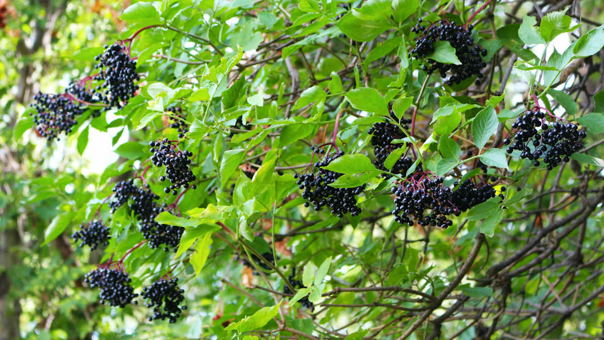 Hollerstrauch: Die schwarzvioletten Früchte des Holunders