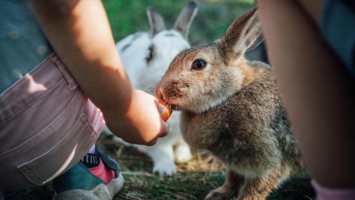 Hase und kinder im Hubertushof