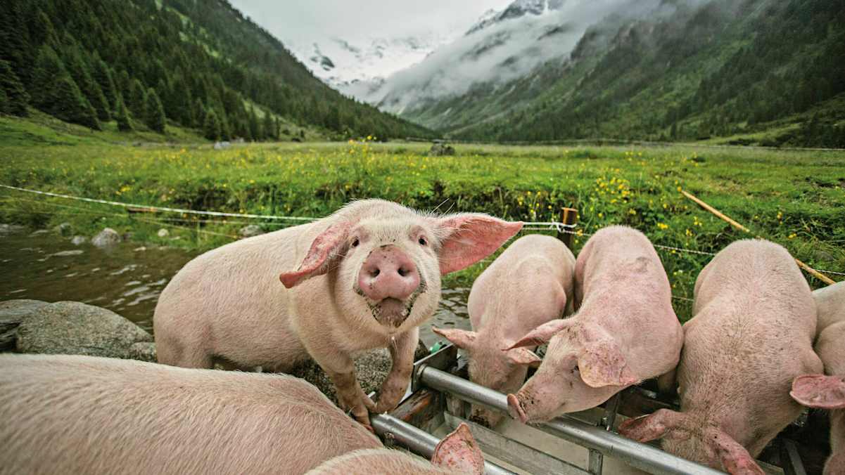 Schweine auf der Jaidbachalm in Salzburg