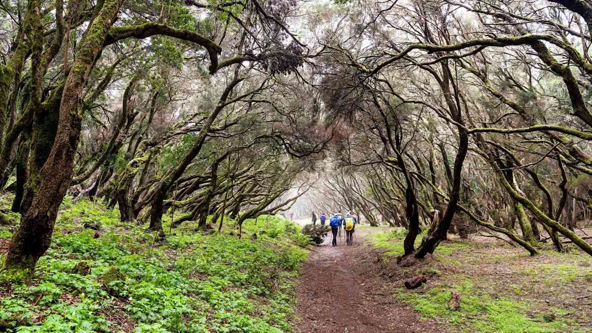 Wandern in beeindruckenden Lorbeerwäldern