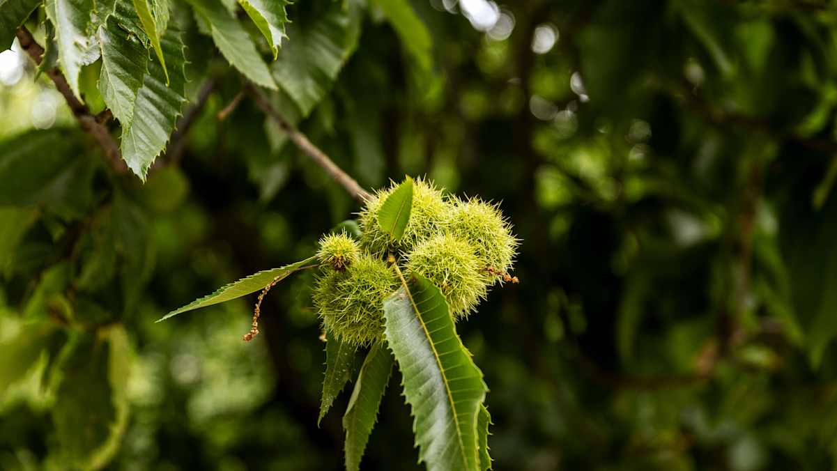 Die Strada Alta im Tessin führt zum Teil durch schöne Kastanienwälder.
