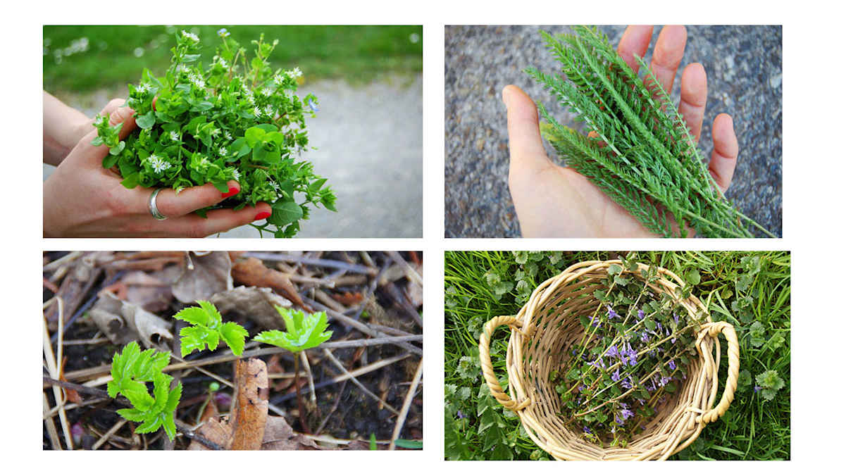 Wildkräuter: Vogelmiere, Schafgarbe, Giersch und Gundelrebe